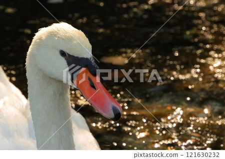A mute swan swimming on the surface of the water came close to me. 121630232