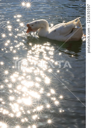 Geese swimming on the surface of stardust Geese swimming on the surface of stardust 121630397