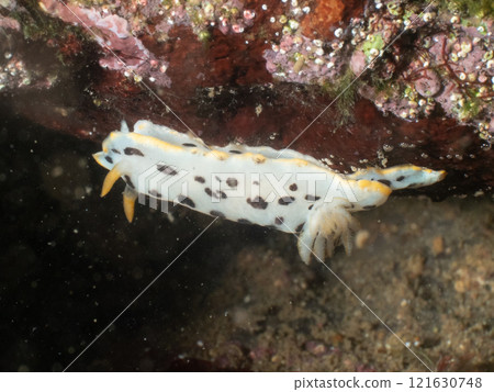 White shrimp 121630748