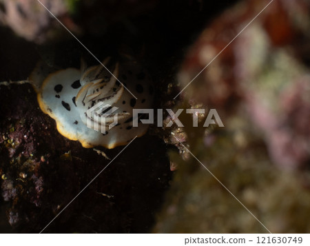 White shrimp 121630749