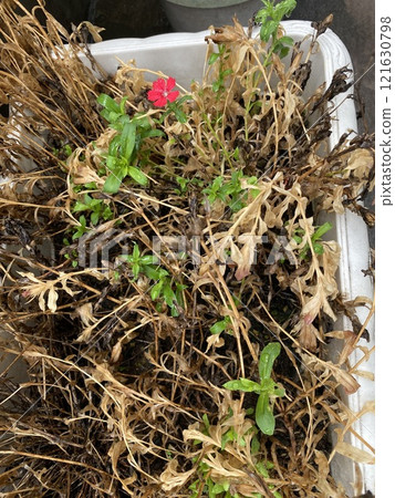 花盆枯萎了 花盆枯萎了 121630798