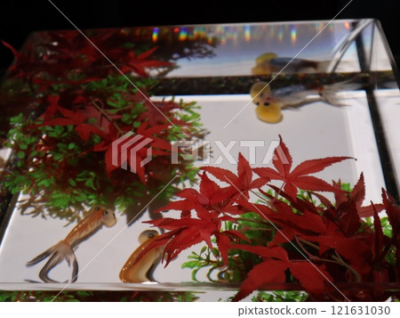《2024 Autumn Goldfish Show》An exquisite combination of goldfish, lights, and autumn leaves 《2024 Autumn Goldfish Show》An exquisite combination of goldfish, lights, and autumn leaves 121631030