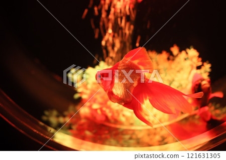 【2024秋季金魚展】金魚、燈光、秋葉的精緻組合 121631305
