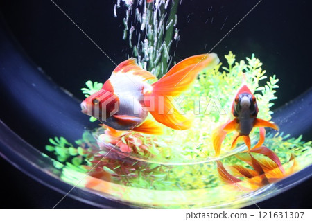 【2024秋季金魚展】金魚、燈光、秋葉的精緻組合 【2024秋季金魚展】金魚、燈光、秋葉的精緻組合 121631307