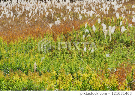 Early winter marsh landscape 121631463