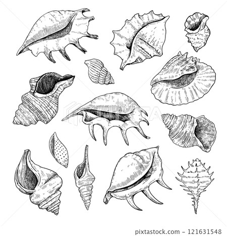 Collection of shells, black and white detailed ink illustrations for design isolated on white background. 121631548