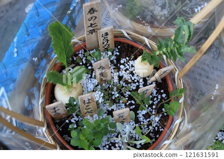 七種春藥山藥野菜粥群栽 七種春藥山藥野菜粥群栽 121631591