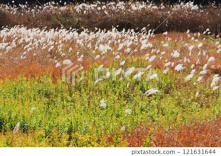 初冬的濕地景觀 121631644