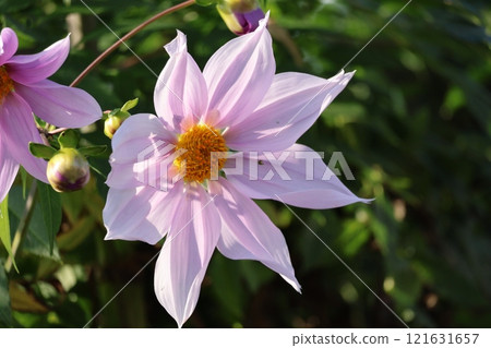 A close-up of a large pink-petaled Emperor Dahlia flower A close-up of a large pink-petaled Emperor Dahlia flower 121631657
