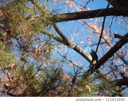 棲息在松樹上的野鳥 121631695
