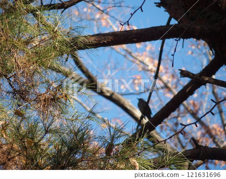 Wild bird perched on a pine tree 121631696