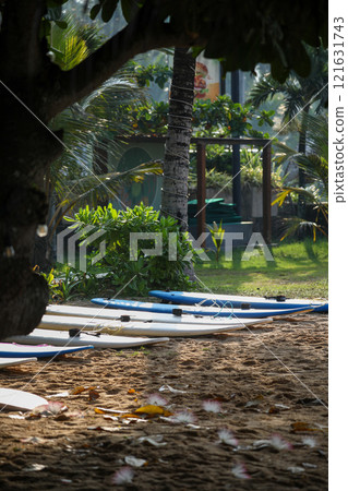 A vibrant row of surfboards is neatly lined up in the sand beneath a tree 121631743