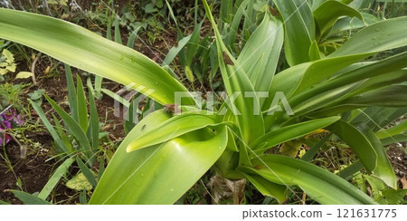 The large sword-shaped leaves of the Crinum umbellata The large sword-shaped leaves of the Crinum umbellata 121631775