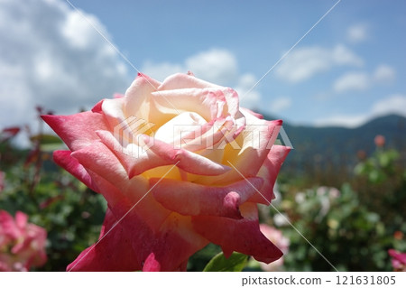 坂木千曲川玫瑰園 坂木千曲川玫瑰園 121631805