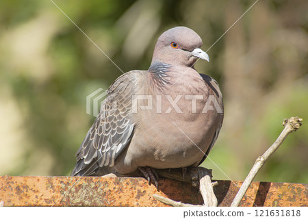 Picazuro dove perched on a red wall 121631818