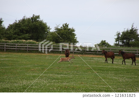 馬和野鹿的風景_日高 121631825