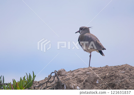 Southern lapwing under the blue sky 121631837