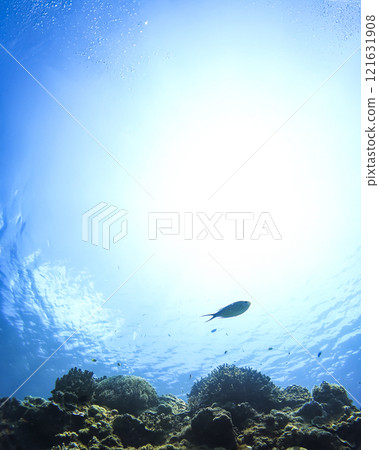 Nishihama Beach underwater photograph of Okinawa Akajima Nishihama Beach underwater photograph of Okinawa Akajima 121631908