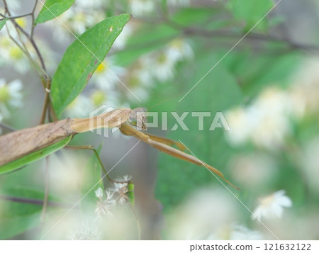 北海道的巨型螳螂 121632122