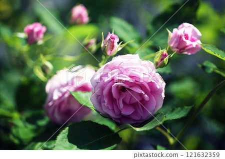 玫瑰:粉紅色,中等大小的花朵 玫瑰:粉紅色,中等大小的花朵 121632359