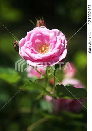 玫瑰:粉紅色,中等大小的花朵 玫瑰:粉紅色,中等大小的花朵 121632361