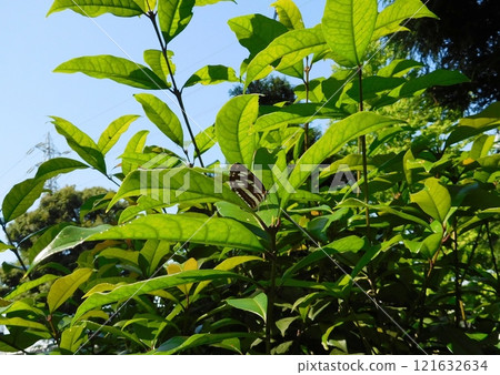 Komisujichou Komisujichou 121632634