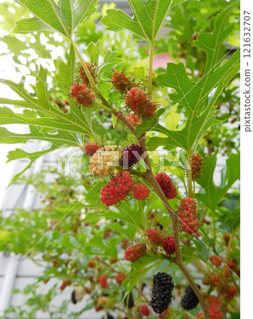 Mulberry Mulberry 121632707