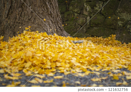 Ginkgo no leaves Ginkgo no leaves 121632756