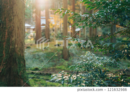 Oiwa Shrine in the forest during the autumn foliage season (Oiwa Shrine, Hitachi City, Ibaraki Prefecture) Oiwa Shrine in the forest during the autumn foliage season (Oiwa Shrine, Hitachi City, Ibaraki Prefecture) 121632986