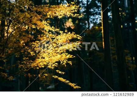 大岩神社 - 紅葉時期的森林內（茨城縣日立市大岩神社） 121632989