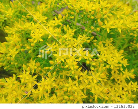 Yellow sedum flowers Yellow sedum flowers 121633022