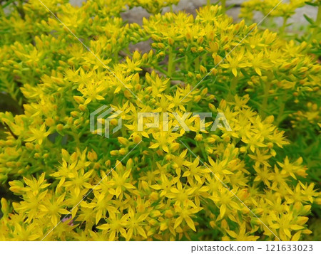 景天黃色花朵 121633023