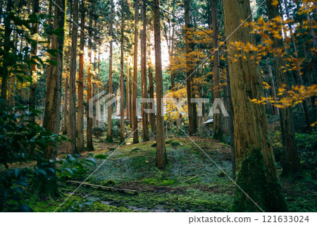 大岩神社 - 紅葉時期的森林內（茨城縣日立市大岩神社） 121633024