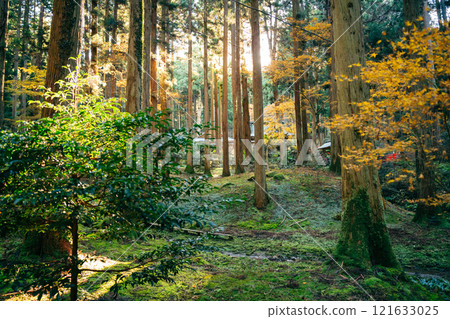 大岩神社 - 紅葉時期的森林內（茨城縣日立市大岩神社） 121633025
