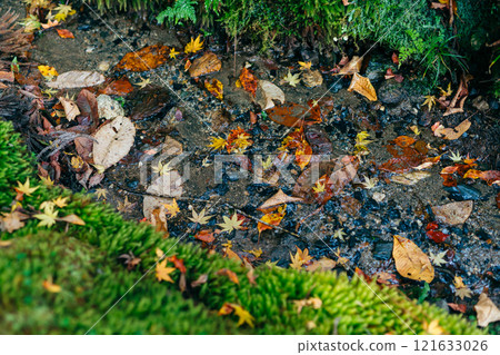 River and fallen autumn leaves on moss (Oiwa Shrine, Hitachi City, Ibaraki Prefecture) 121633026
