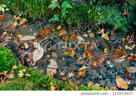 River and fallen autumn leaves on moss (Oiwa Shrine, Hitachi City, Ibaraki Prefecture) River and fallen autumn leaves on moss (Oiwa Shrine, Hitachi City, Ibaraki Prefecture) 121633027