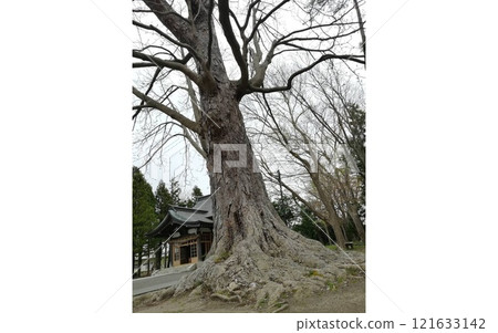 充滿歷史感的大樹和神社的寧靜景觀 121633142