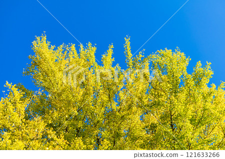 A row of ginkgo trees with yellow leaves and blue sky 121633266