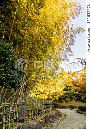 [平塚市綜合公園]夕陽照耀下的秋天的樹木和竹林（神奈川縣平塚市） 121633278