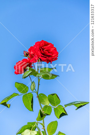 Red roses and blue sky 121633317