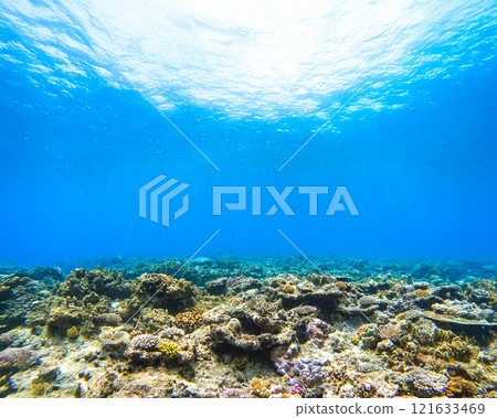 沖繩Akajima的Nishihama海灘水下攝影 121633469