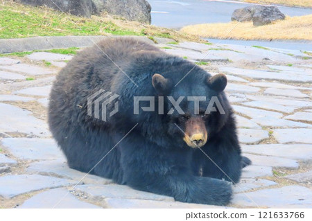 九州自然動物園非洲野生動物園的美洲熊 九州自然動物園非洲野生動物園的美洲熊 121633766
