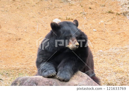 九州自然動物園非洲野生動物園的美洲熊 九州自然動物園非洲野生動物園的美洲熊 121633769