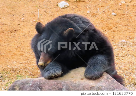 American bear at Kyushu Natural Zoo African Safari 121633770