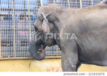 九州自然動物園非洲野生動物園的亞洲象 121633879