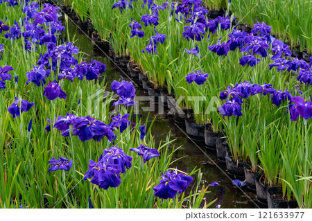 Flower garden in Odawara castle park 121633977