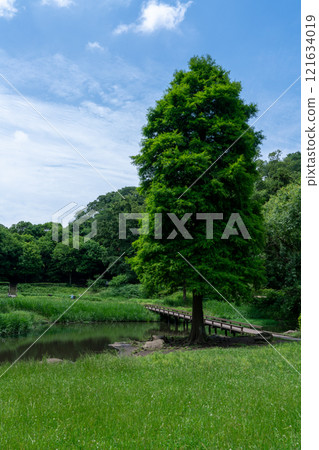 Bald cypress at Shinbayashi Park in Fujisawa City 121634019