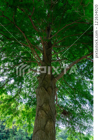 Bald cypress Larch 121634020