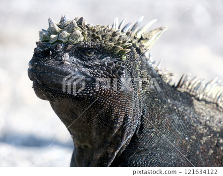 Marine iguanas are the only endemic species of reptile in the world that dives into the sea to feed. Although they have a scary face, they are docile because they are herbivores. Marine iguanas are the only endemic species of reptile in the world that dives into the sea to feed. Although they have a scary face, they are docile because they are herbivores. 121634122