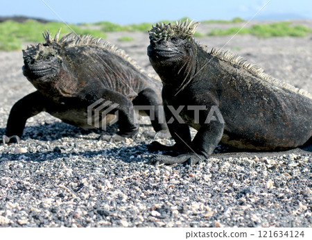 Marine iguanas are the only endemic species of reptile in the world that dives into the sea to feed. Although they have a scary face, they are docile because they are herbivores. Marine iguanas are the only endemic species of reptile in the world that dives into the sea to feed. Although they have a scary face, they are docile because they are herbivores. 121634124